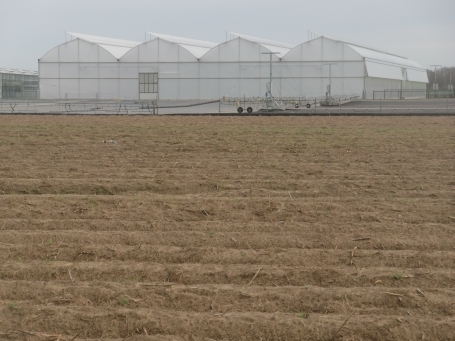 Geldern-Walbeck : Walbecker Straße, Gartenbaubetrieb und Gewächshäuser